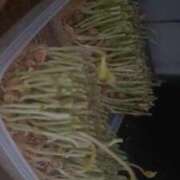 ヒメ日記 2025/03/19 19:26 投稿 まりん 横浜ひよこ倶楽部