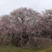 ヒメ日記 2026/04/05 12:47 投稿 まりん 横浜ひよこ倶楽部