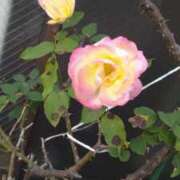 ヒメ日記 2025/02/10 10:26 投稿 内田かほ 五十路マダムエクスプレス船橋店(カサブランカグループ)