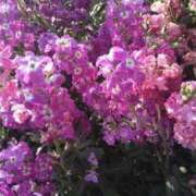 ヒメ日記 2025/03/27 08:22 投稿 内田かほ 五十路マダムエクスプレス船橋店(カサブランカグループ)