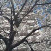 ヒメ日記 2025/04/01 09:32 投稿 内田かほ 五十路マダムエクスプレス船橋店(カサブランカグループ)