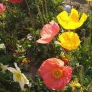 ヒメ日記 2025/04/02 11:00 投稿 内田かほ 五十路マダムエクスプレス船橋店(カサブランカグループ)