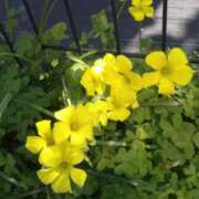 ヒメ日記 2025/04/07 06:21 投稿 内田かほ 五十路マダムエクスプレス船橋店(カサブランカグループ)