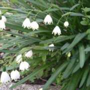 ヒメ日記 2025/04/09 10:00 投稿 内田かほ 五十路マダムエクスプレス船橋店(カサブランカグループ)