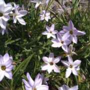 ヒメ日記 2025/04/15 07:54 投稿 内田かほ 五十路マダムエクスプレス船橋店(カサブランカグループ)