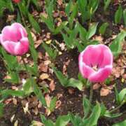 ヒメ日記 2025/04/19 09:52 投稿 内田かほ 五十路マダムエクスプレス船橋店(カサブランカグループ)