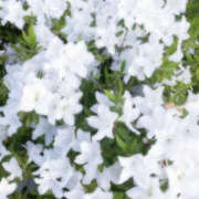 ヒメ日記 2026/04/16 13:16 投稿 あいり アレグリア