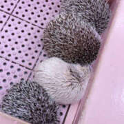 あいり ハリネズミ🦔 アレグリア