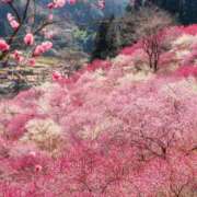 藤井夏美 ごめんなさい? 五十路マダムエクスプレス豊橋店（カサブランカグループ）