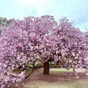 ヒメ日記 2025/04/17 16:14 投稿 ゆめ 奥鉄オクテツ神奈川店（デリヘル市場グループ）