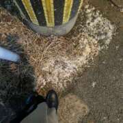 ヒメ日記 2025/02/08 01:03 投稿 まりか SUZUME