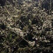 ヒメ日記 2025/03/31 07:59 投稿 まりか SUZUME