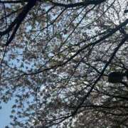 ヒメ日記 2025/04/10 09:19 投稿 まりか SUZUME