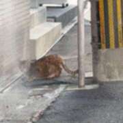 ヒメ日記 2025/09/07 21:37 投稿 まりか SUZUME