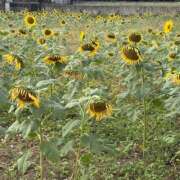 ヒメ日記 2025/11/24 06:21 投稿 まりか SUZUME