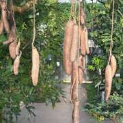 ヒメ日記 2025/12/04 21:24 投稿 まりか SUZUME