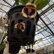 ヒメ日記 2025/12/06 07:21 投稿 まりか SUZUME