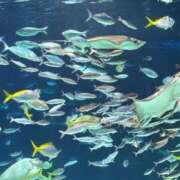 ヒメ日記 2025/05/26 20:22 投稿 えと Charme（シャルム）