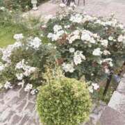 ヒメ日記 2025/06/13 15:02 投稿 えと Charme（シャルム）