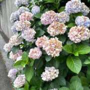 ヒメ日記 2025/06/25 21:46 投稿 ひなみ 横浜シンデレラ（シンデレラグループ）