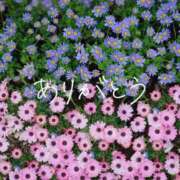 ヒメ日記 2025/03/14 17:09 投稿 ゆりな 渋谷 風俗 奥様発情の会