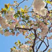 ゆりな お花見しましたか？ 渋谷 風俗 奥様発情の会