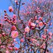 ヒメ日記 2025/03/18 12:21 投稿 秋吉りの 恋する奥さん 西中島店