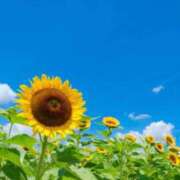 ヒメ日記 2025/08/06 13:20 投稿 秋吉りの 恋する奥さん 西中島店