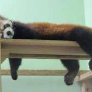 秋吉りの 秋吉りのです⸜(*ˊᵕˋ*)⸝‬ 恋する奥さん 西中島店