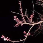 秋吉りの 秋吉りのです(՞ ܸ.‪ˬ.ܸ՞)” 恋する奥さん 西中島店