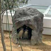 ヒメ日記 2025/04/17 23:46 投稿 桃叶　かのん Amateras～アマテラス～