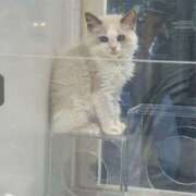 ヒメ日記 2025/06/01 23:55 投稿 桃叶　かのん Amateras～アマテラス～