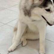 ヒメ日記 2024/12/29 12:00 投稿 如月　せな 極みSPAネクサス東海(旧イマジン名古屋)