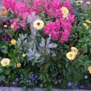 ヒメ日記 2025/05/15 15:11 投稿 朝夏 ゆりあ 神戸RED DRAGON