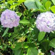 ヒメ日記 2025/06/20 02:29 投稿 朝夏 ゆりあ 神戸RED DRAGON