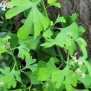 ヒメ日記 2025/07/13 12:47 投稿 朝夏 ゆりあ 神戸RED DRAGON