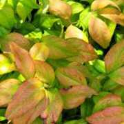 ヒメ日記 2025/09/12 19:32 投稿 朝夏 ゆりあ 神戸RED DRAGON