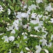 ヒメ日記 2025/04/27 09:23 投稿 玉村（たまむら） 丸妻 錦糸町店