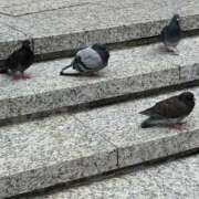 ヒメ日記 2025/05/26 13:53 投稿 乃木風香 ハールブルク