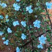 ヒメ日記 2025/12/16 09:45 投稿 乃木風香 ハールブルク