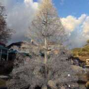 ヒメ日記 2025/12/29 09:31 投稿 乃木風香 ハールブルク