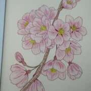 乃木風香 経過観察 ハールブルク