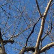 ヒメ日記 2026/01/03 09:40 投稿 乃木風香 ハールブルク