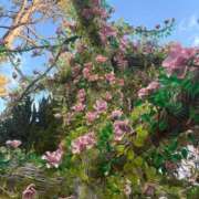 ヒメ日記 2026/01/03 11:04 投稿 乃木風香 ハールブルク