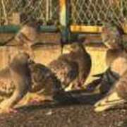 ヒメ日記 2026/01/10 10:48 投稿 乃木風香 ハールブルク