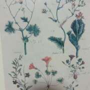 ヒメ日記 2026/01/11 12:51 投稿 乃木風香 ハールブルク