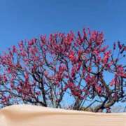 ヒメ日記 2026/02/09 17:16 投稿 乃木風香 ハールブルク