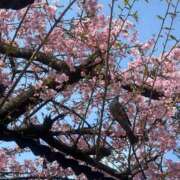 ヒメ日記 2026/02/20 13:29 投稿 乃木風香 ハールブルク