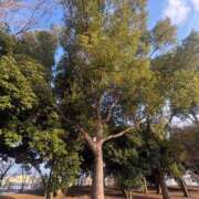 ヒメ日記 2026/02/21 21:18 投稿 乃木風香 ハールブルク