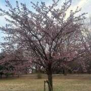 ヒメ日記 2026/03/01 08:02 投稿 乃木風香 ハールブルク